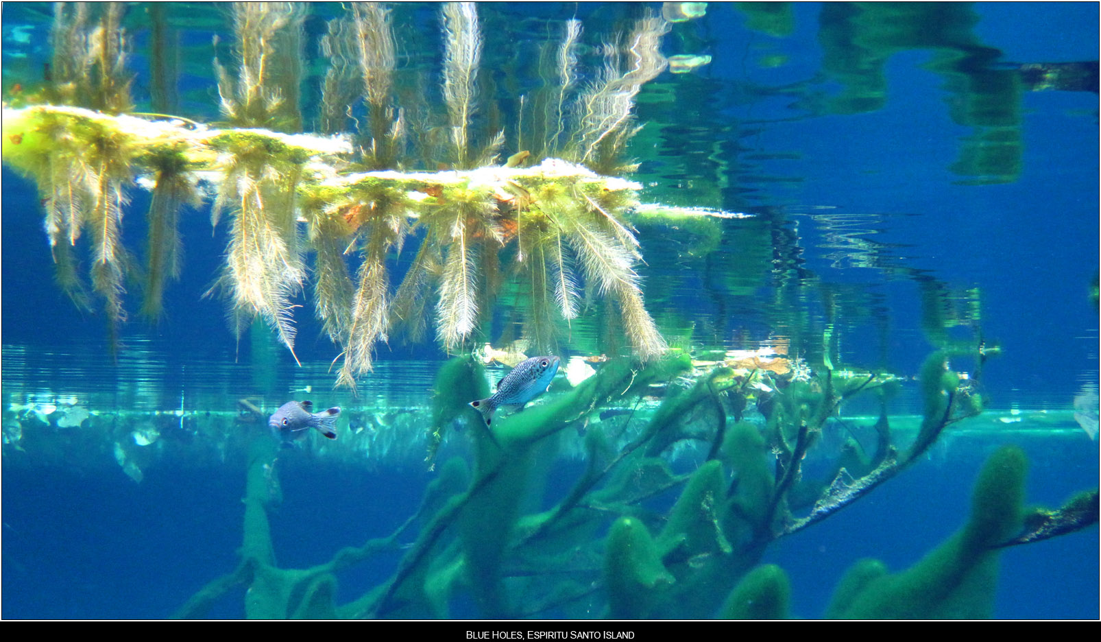 ��PORTRAIT��